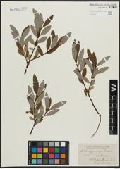 Foto von Salix argyrocarpa Andersson